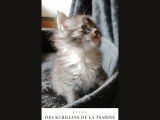 Chatons Kurilian Bobtail à poil long et LOOF à vendre