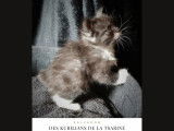 Chatons Kurilian Bobtail à poil long et LOOF à vendre