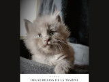 Chatons Kurilian Bobtail à poil long et LOOF à vendre