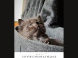 Chatons Kurilian Bobtail à poil long et LOOF à vendre