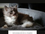 Chatons Kurilian Bobtail à poil long et LOOF à vendre