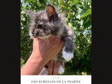 Chatons Kurilian Bobtail à poil long et LOOF à vendre