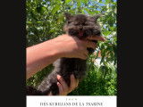 Chatons Kurilian Bobtail à poil long et LOOF à vendre