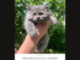 Chatons Kurilian Bobtail à poil long et LOOF à vendre