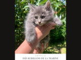 Chatons Kurilian Bobtail à poil long et LOOF à vendre