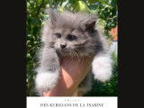 Chatons Kurilian Bobtail à poil long et LOOF à vendre