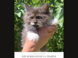 Chatons Kurilian Bobtail à poil long et LOOF à vendre