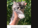 Chatons Kurilian Bobtail à poil long et LOOF à vendre