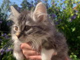 Chatons Kurilian Bobtail à poil long et LOOF à vendre