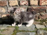 Chatons Kurilian Bobtail à poil long et LOOF à vendre
