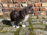 Chatons Kurilian Bobtail à poil long et LOOF à vendre