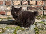 Chatons Kurilian Bobtail à poil long et LOOF à vendre