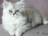 Chatons Persans silver et golden LOOF à vendre