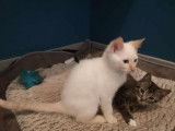 Oscar chaton Européen blanc à adopter