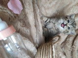 Chaton de type Exotic Shorthair femelle à vendre