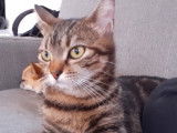 Femelle tabby à placer