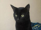 Chat noir de 1 an à placer