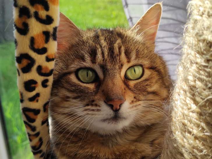 Miss D chatte tigrée de 2 ans disponible à l'adoption