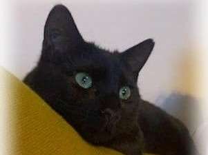 A adopter : un mâle de couleur noir agé d'un an