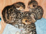 Chatons brown spotted/rosetted - 2 à réserver (1 mâle et 1 femelle)