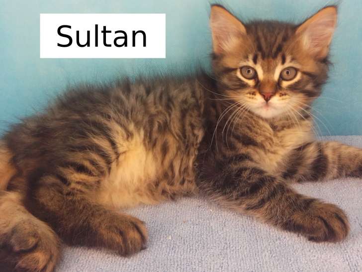 Sultan, chaton sibérien LOOF très calin à vendre
