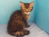 Sultan, chaton sibérien LOOF très calin à vendre