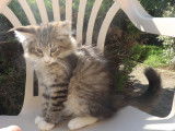 4 chatons Norvégien à vendre