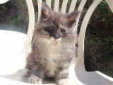 4 chatons Norvégien à vendre