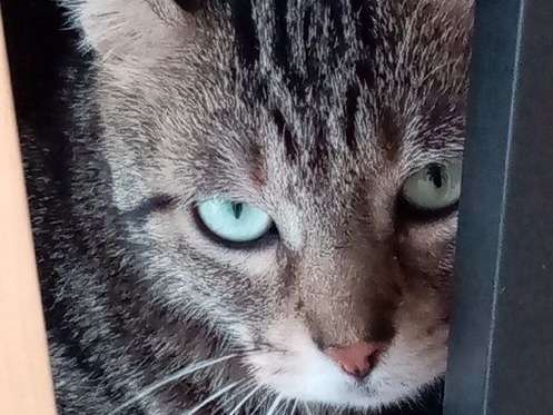 A adopter : Ouizou, mâle âgé de cinq ans