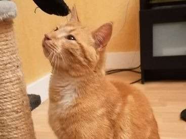 A adopter : Ruby, mâle roux âgé d'un an et demi