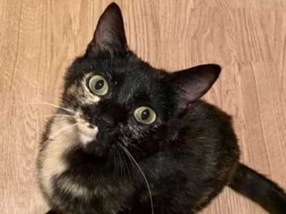 A Adopter Bella Femelle Ecaille De Tortue Age D Une Annee Et Demi Petite Annonce Chat