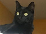 Chat mâle noir à placer