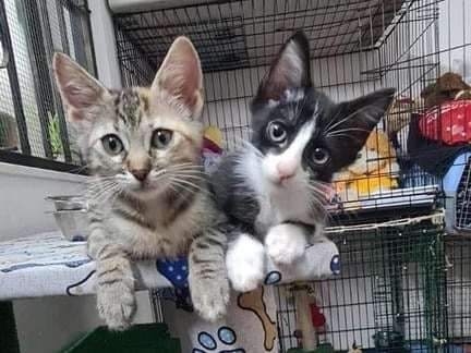2 chatons né début juillet à réserver