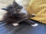 4 chatons Maine Coon à vendre (1 Femelle & 3 Mâles)