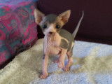 Chatons Sphynx à vendre