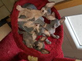 Chatons Sphynx à vendre
