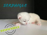 Chatons de race Maine Coon à vendre (1 femelle & 1 mâle)