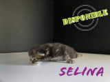 Chatons de race Maine Coon à vendre (1 femelle & 1 mâle)