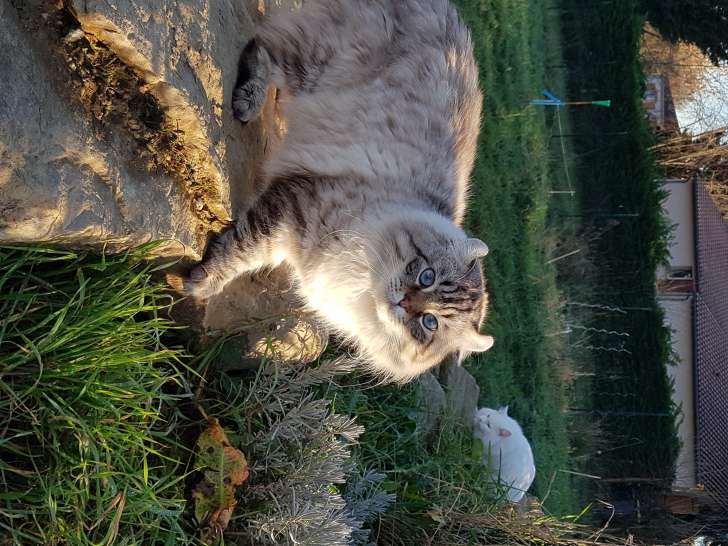 Rares Chatons Highlander A Vendre Petite Annonce Chat