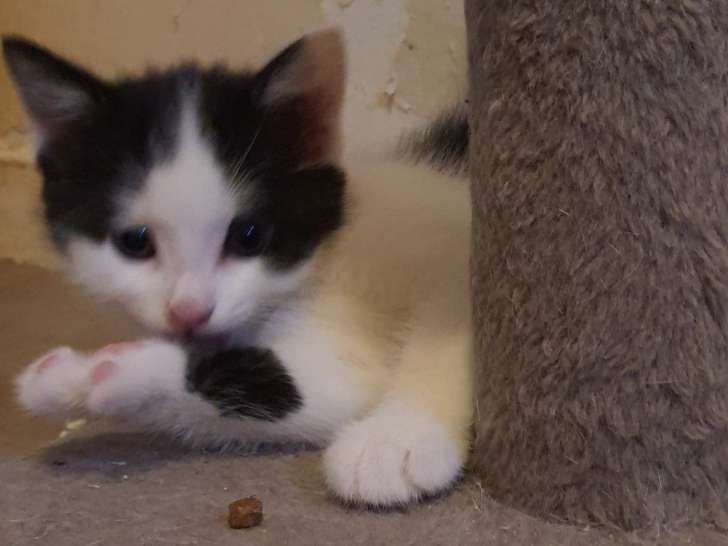 Chaton noir et blanc à placer Petite Annonce chat