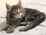5 chatons Maine Coon disponibles à la réservation
