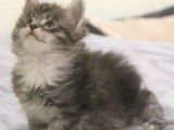 5 chatons Maine Coon disponibles à la réservation