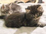 5 chatons Maine Coon disponibles à la réservation