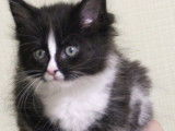 5 chatons Maine Coon disponibles à la réservation