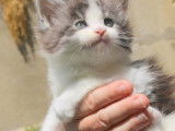 5 chatons Maine Coon disponibles à la réservation