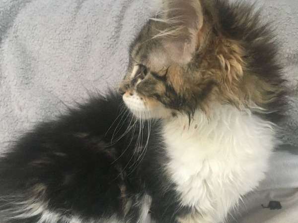 2 chatons Maine Coon disponibles