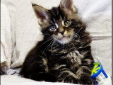 Chaton mâle marron tacheté Maine Coon réservable immédiatement