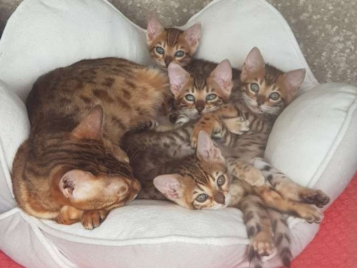 4 chatons Bengal à vendre