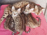 4 chatons Bengal à vendre