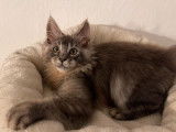 2 chatons femelles Maine Coon à vendre